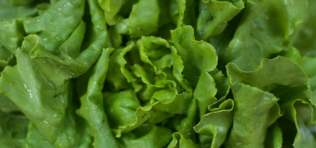 A close-up shot of green lettuce leaves. 