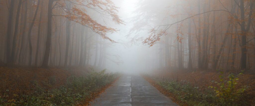 Eerie, deserted, foggy forest