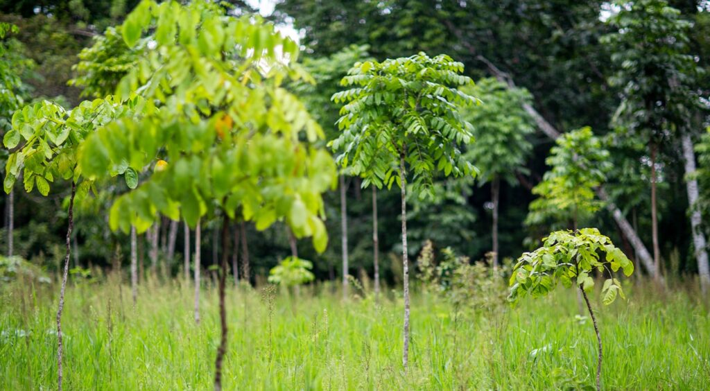 An interview with Louis Lagoutte from One Tree Planted