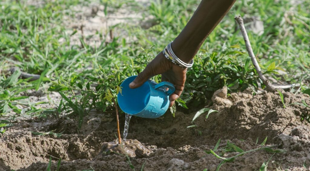 An interview with Louis Lagoutte from One Tree Planted