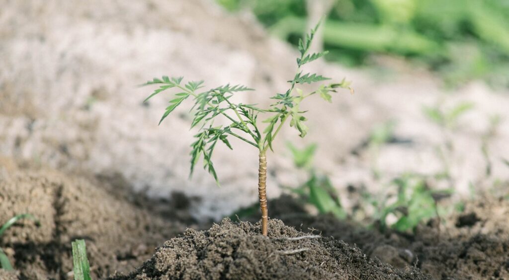An interview with Louis Lagoutte from One Tree Planted