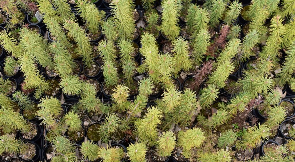 An interview with Louis Lagoutte from One Tree Planted